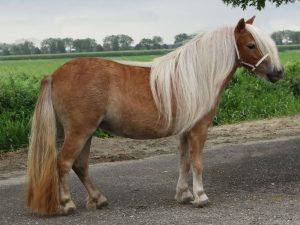 Catootje van 't Wijbos