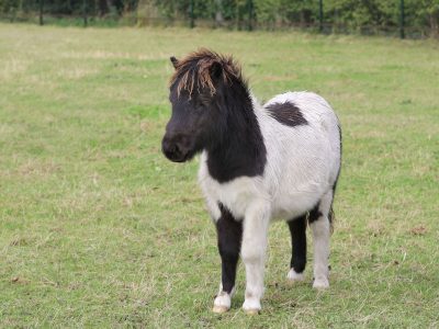 merrie-lieke merrie-lieke