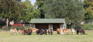 Mini Ponystal 't Wijbos - Stal Wijbos