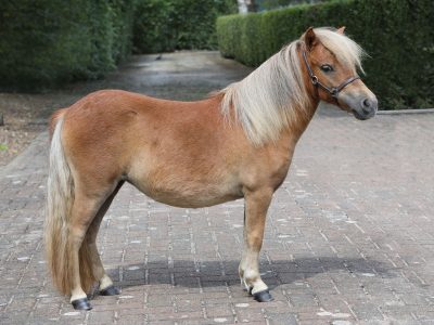 marieke-kopie marieke-kopie