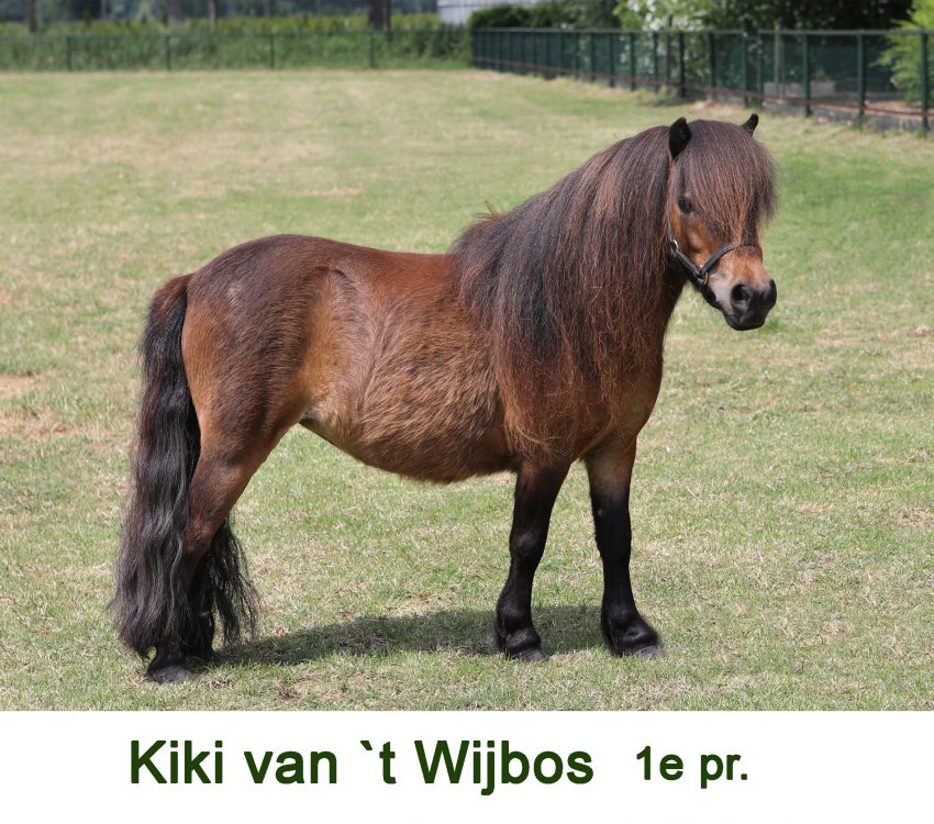 dikke-vrienden dikke-vrienden
