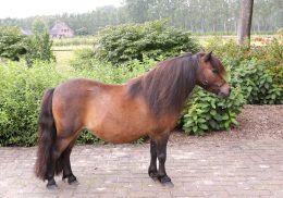 kiki-voor-site